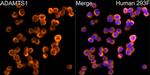 ADAMTS1 Antibody in Immunocytochemistry (ICC/IF)