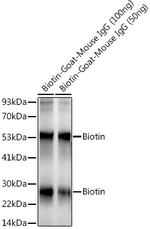 Biotin Antibody in Western Blot (WB)