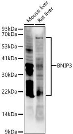 BNIP3 Antibody in Western Blot (WB)