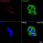 Cathepsin B Antibody in Immunocytochemistry (ICC/IF)