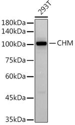 CHM Antibody in Western Blot (WB)