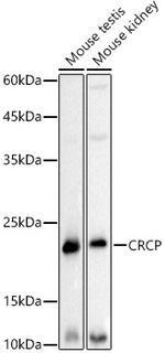 CRCP Antibody in Western Blot (WB)