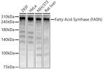 FASN Antibody in Western Blot (WB)