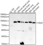 GlyT2 Antibody in Western Blot (WB)