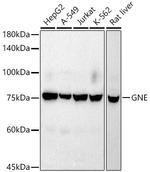 GNE Antibody in Western Blot (WB)