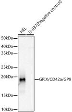 CD42a Antibody in Western Blot (WB)