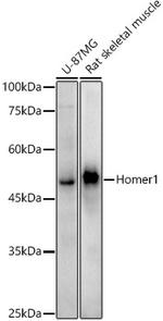 HOMER1 Antibody in Western Blot (WB)