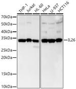 IL-26 Antibody in Western Blot (WB)