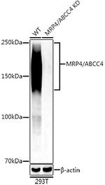 MRP4 Antibody in Western Blot (WB)