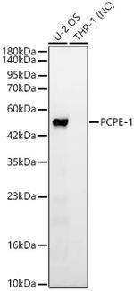 PCOLCE Antibody in Western Blot (WB)