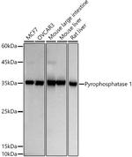 PPA1 Antibody in Western Blot (WB)