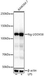 RIG-I Antibody in Western Blot (WB)