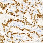 SALL4 Antibody in Immunohistochemistry (Paraffin) (IHC (P))