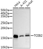 TCEB2 Antibody in Western Blot (WB)