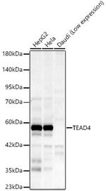 TEAD4 Antibody in Western Blot (WB)