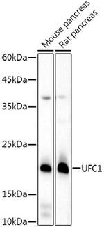 UFC1 Antibody in Western Blot (WB)