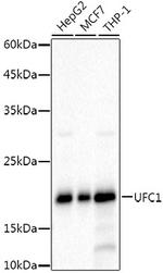 UFC1 Antibody in Western Blot (WB)