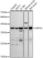 UFD1L Antibody in Western Blot (WB)