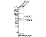 SMOC1 Antibody in Western Blot (WB)