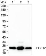 FGF12 Antibody in Western Blot (WB)