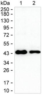 Nudel Antibody in Western Blot (WB)