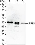 ZPR1 Antibody in Western Blot (WB)