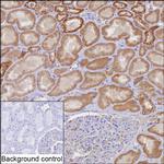 TOMM20 Antibody in Immunohistochemistry (Paraffin) (IHC (P))