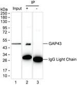 GAP43 Antibody in Immunoprecipitation (IP)