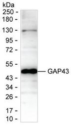 GAP43 Antibody in Western Blot (WB)