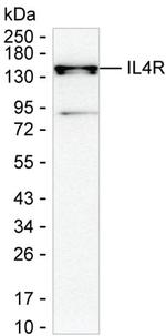 IL4R Antibody in Western Blot (WB)