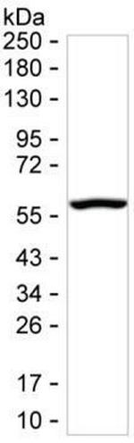 Golgi protein 58k Antibody in Western Blot (WB)