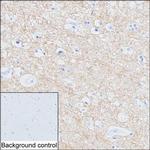 VAMP1 Antibody in Immunohistochemistry (Paraffin) (IHC (P))