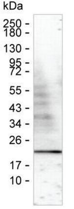 VAMP1 Antibody in Western Blot (WB)