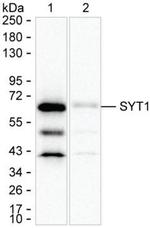 Synaptotagmin 1 Antibody in Western Blot (WB)