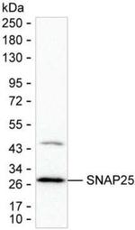 SNAP25 Antibody in Western Blot (WB)