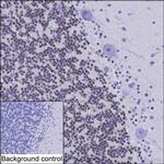 NeuN Antibody in Immunohistochemistry (Paraffin) (IHC (P))