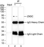 ZXDC Antibody in Immunoprecipitation (IP)