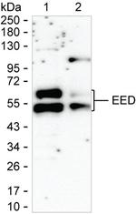 EED Antibody in Western Blot (WB)