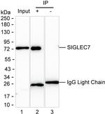 SIGLEC7 Antibody in Immunoprecipitation (IP)