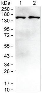 SKIV2L Antibody in Western Blot (WB)