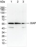 XIAP Antibody in Western Blot (WB)