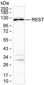 REST Antibody in Western Blot (WB)