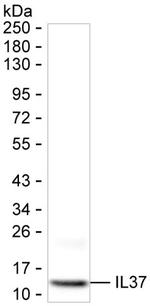 IL-37 Antibody in Western Blot (WB)