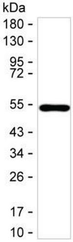 GDNF Antibody in Western Blot (WB)