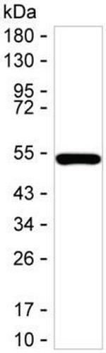 GDNF Antibody in Western Blot (WB)