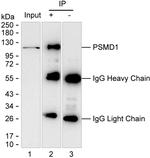 PSMD1 Antibody in Immunoprecipitation (IP)