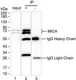 MICA Antibody in Immunoprecipitation (IP)