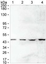 SMS Antibody in Western Blot (WB)