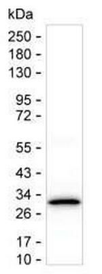 Securin Antibody in Western Blot (WB)
