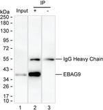 RCAS1 Antibody in Immunoprecipitation (IP)